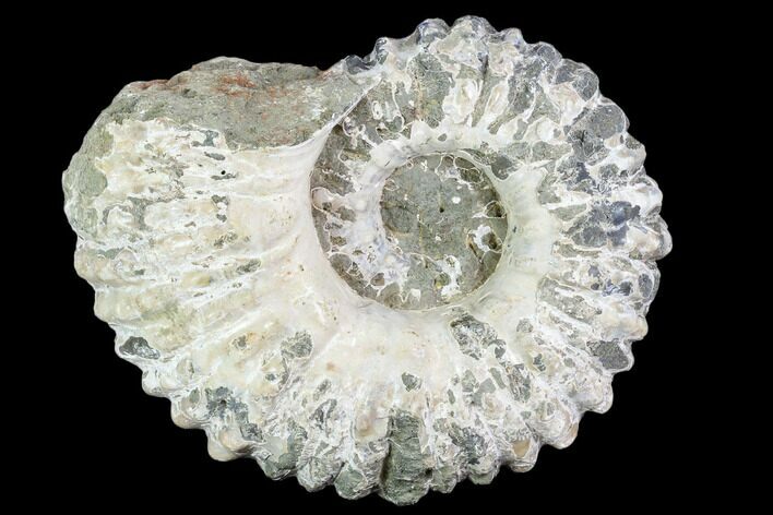 Bumpy Douvilleiceras Ammonite - Madagascar #109228